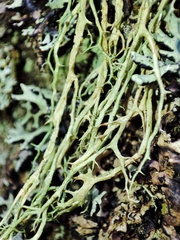 Evernia divaricata