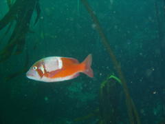 Chrysoblephus laticeps