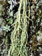 Evernia divaricata