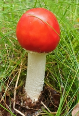 Amanita muscaria aureola