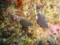 Alcyonidium nodosum