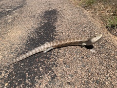 Tiliqua scincoides intermedia