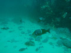 Chrysoblephus laticeps