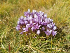 Gentianella anisodonta