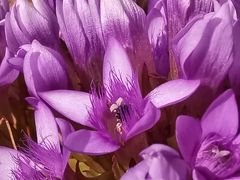 Gentianella anisodonta