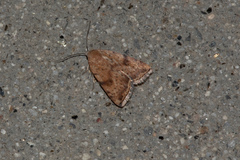 Micrathetis triplex