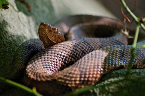Photo of a Copperhead (Agkistrodon contortrix)