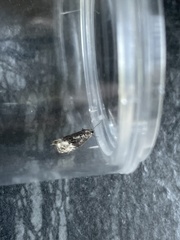 Apotomis betuletana
