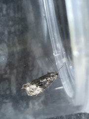 Apotomis betuletana
