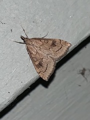 Udea profundalis