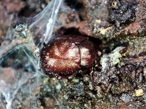 Chrysolina purpurascens