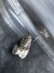 Apotomis betuletana