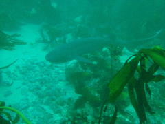 Notorynchus cepedianus