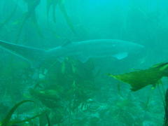 Notorynchus cepedianus