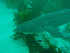 Notorynchus cepedianus