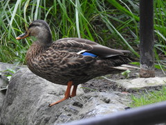 Anas platyrhynchos × zonorhyncha