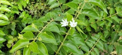 Jasminum multiflorum