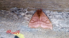 Hylesia coinopus