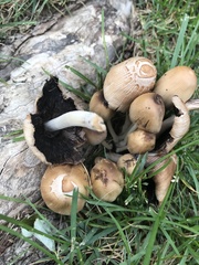 Coprinellus micaceus