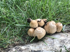 Coprinellus micaceus