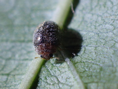 Rhyzobius lophanthae