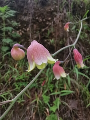 Prochnyanthes mexicana