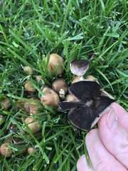 Coprinellus micaceus