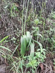 Prochnyanthes mexicana