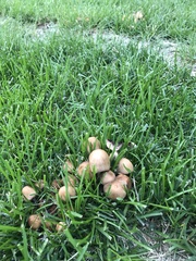 Coprinellus micaceus