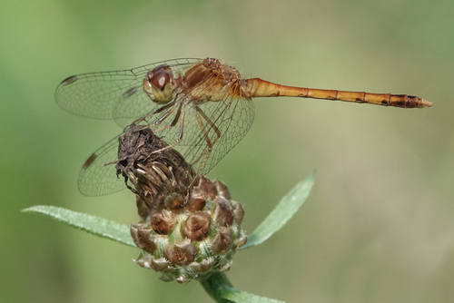 Autumn Meadowhawk, photo 3 of 9