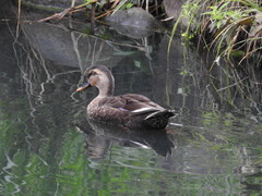 Anas platyrhynchos × zonorhyncha
