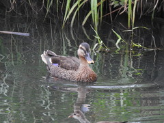 Anas platyrhynchos × zonorhyncha