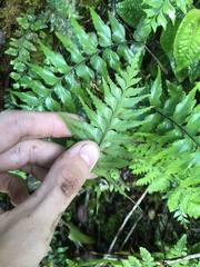 Asplenium contiguum