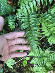 Asplenium contiguum