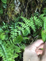 Dryopteris glabra