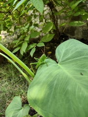 Melicodes tenebrosa
