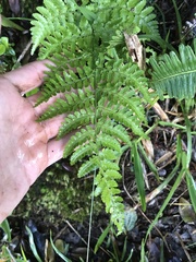 Dryopteris glabra