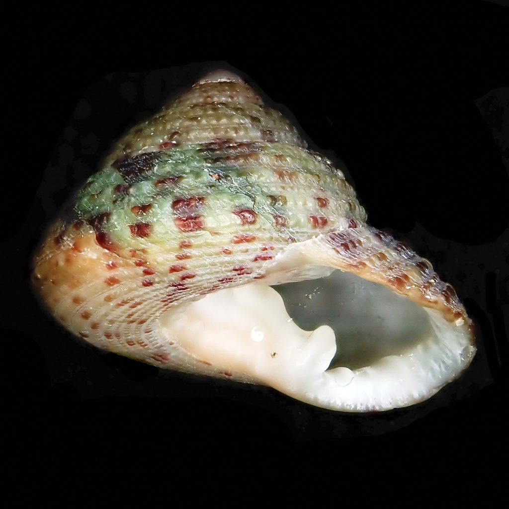 Clanculus clangulus
