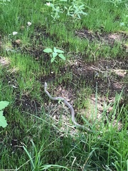 Thamnophis elegans vagrans