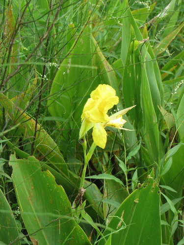 Image of Canna flaccida by (c) Ben Machado, some rights reserved (CC BY)