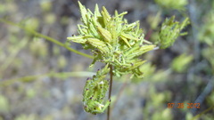 Cordylanthus rigidus setigerus