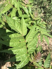 Ailanthus altissima