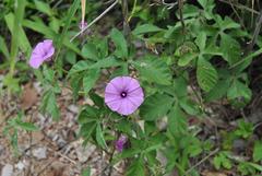 Ipomoea magnusiana