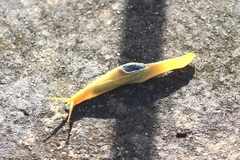 Girasia crocea