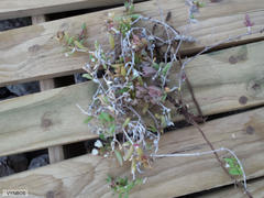 Delosperma litorale