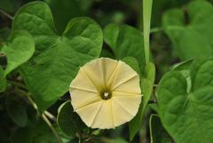 Ipomoea obscura obscura