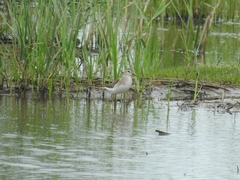Calidris subminuta