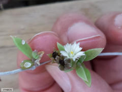 Delosperma litorale