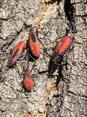 Boisea trivittata