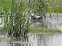 Calidris ruficollis